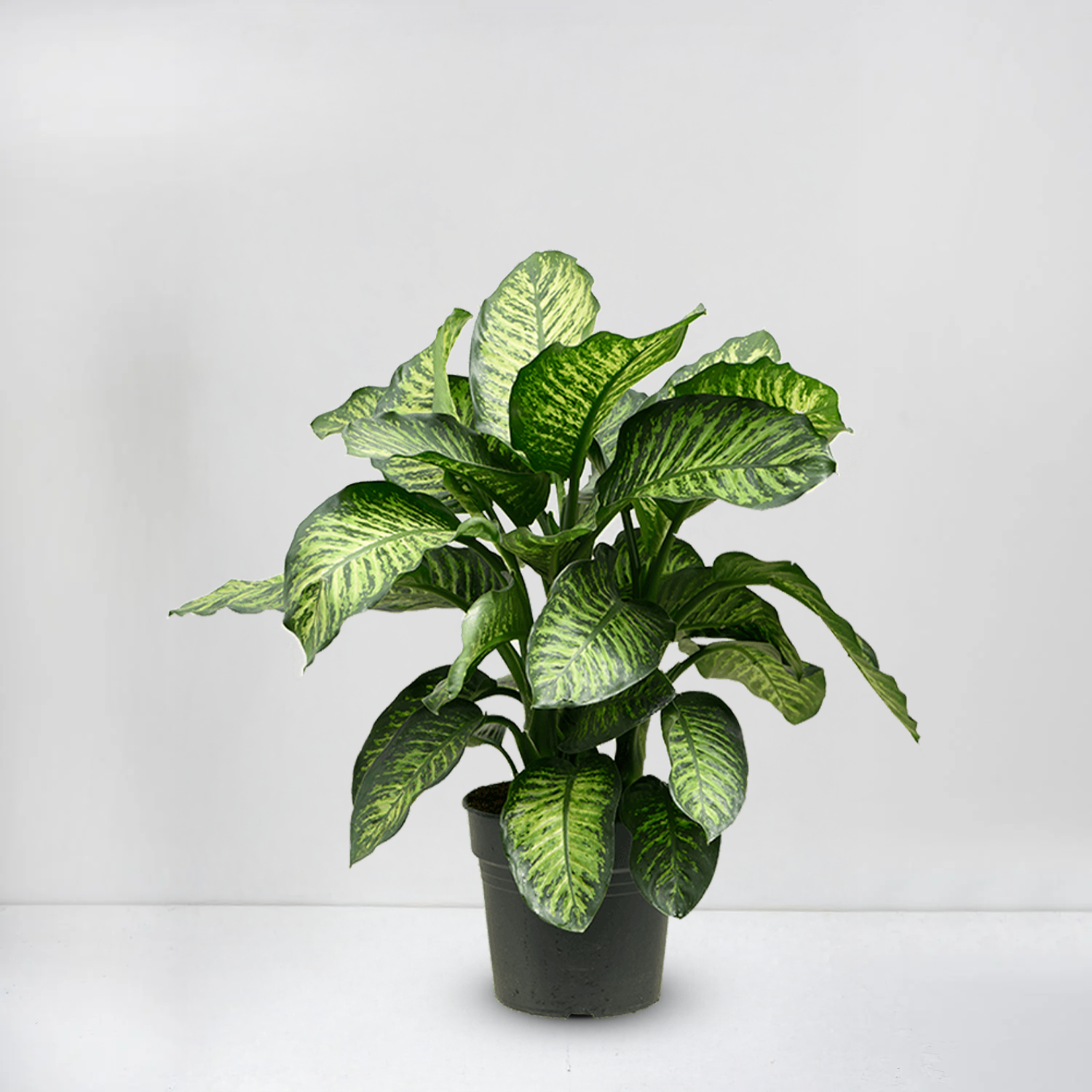 dieffenbachia (tropic)