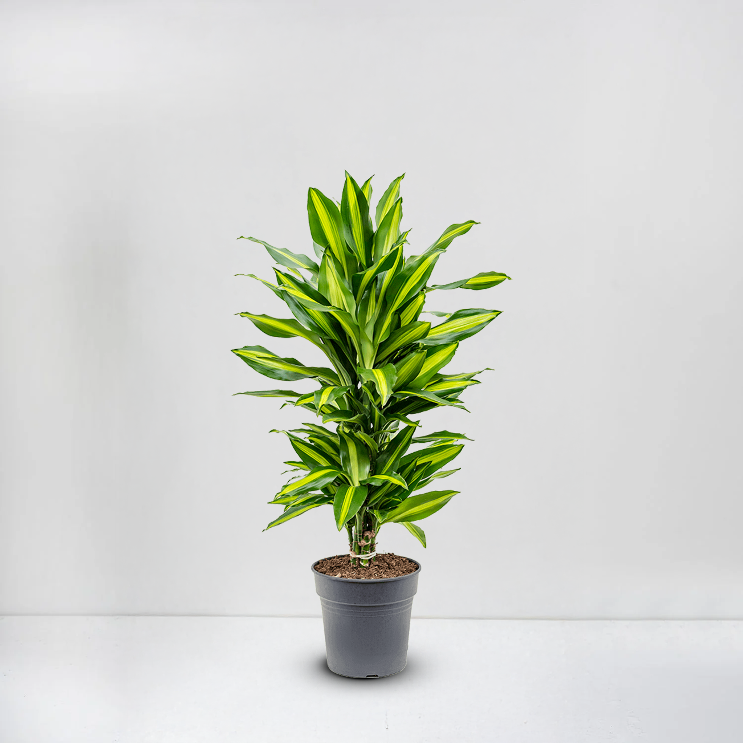 dracaena White