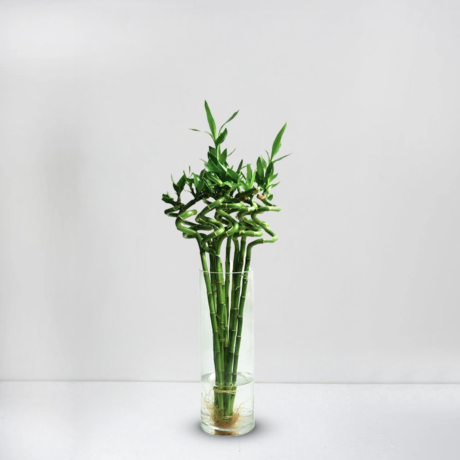 Lucky  Bamboo
