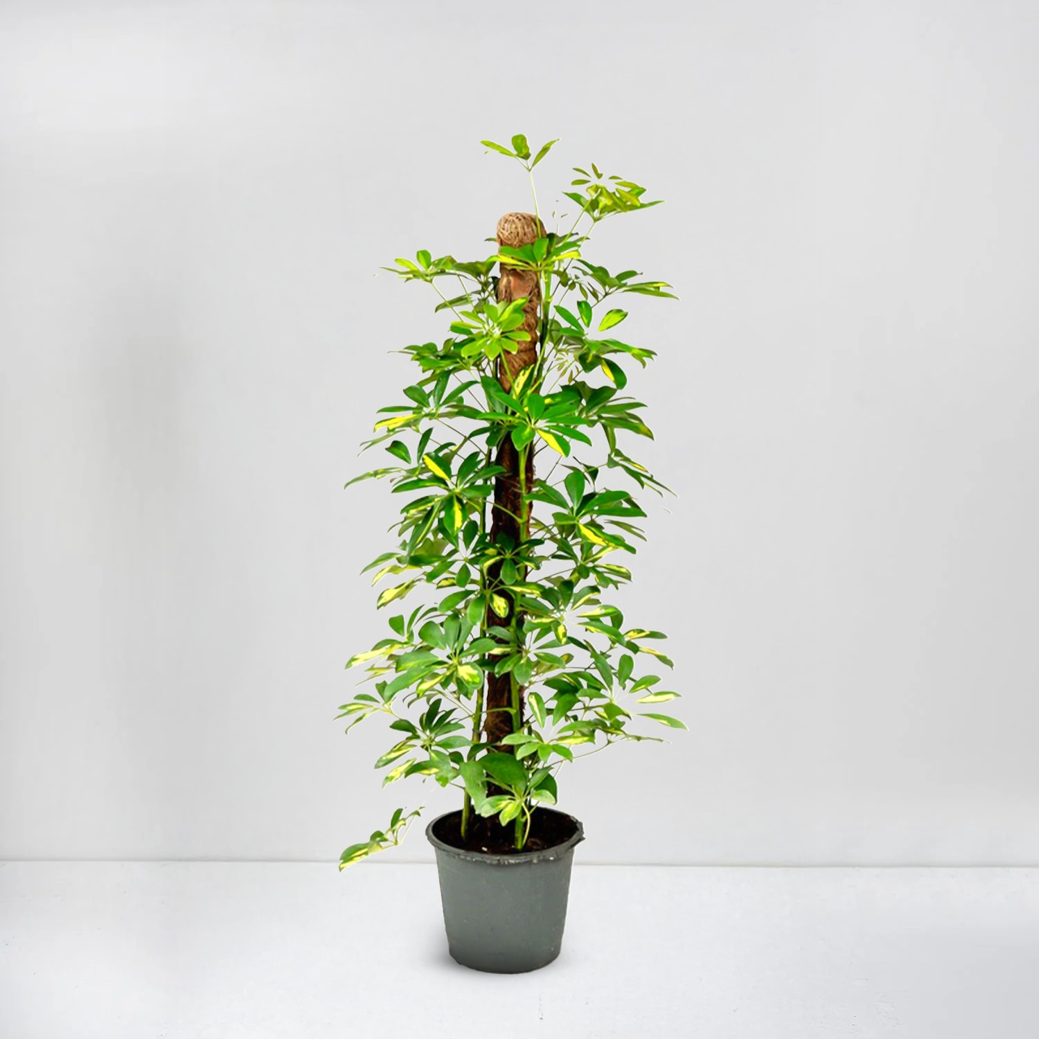 schefflera arboricola (Green)