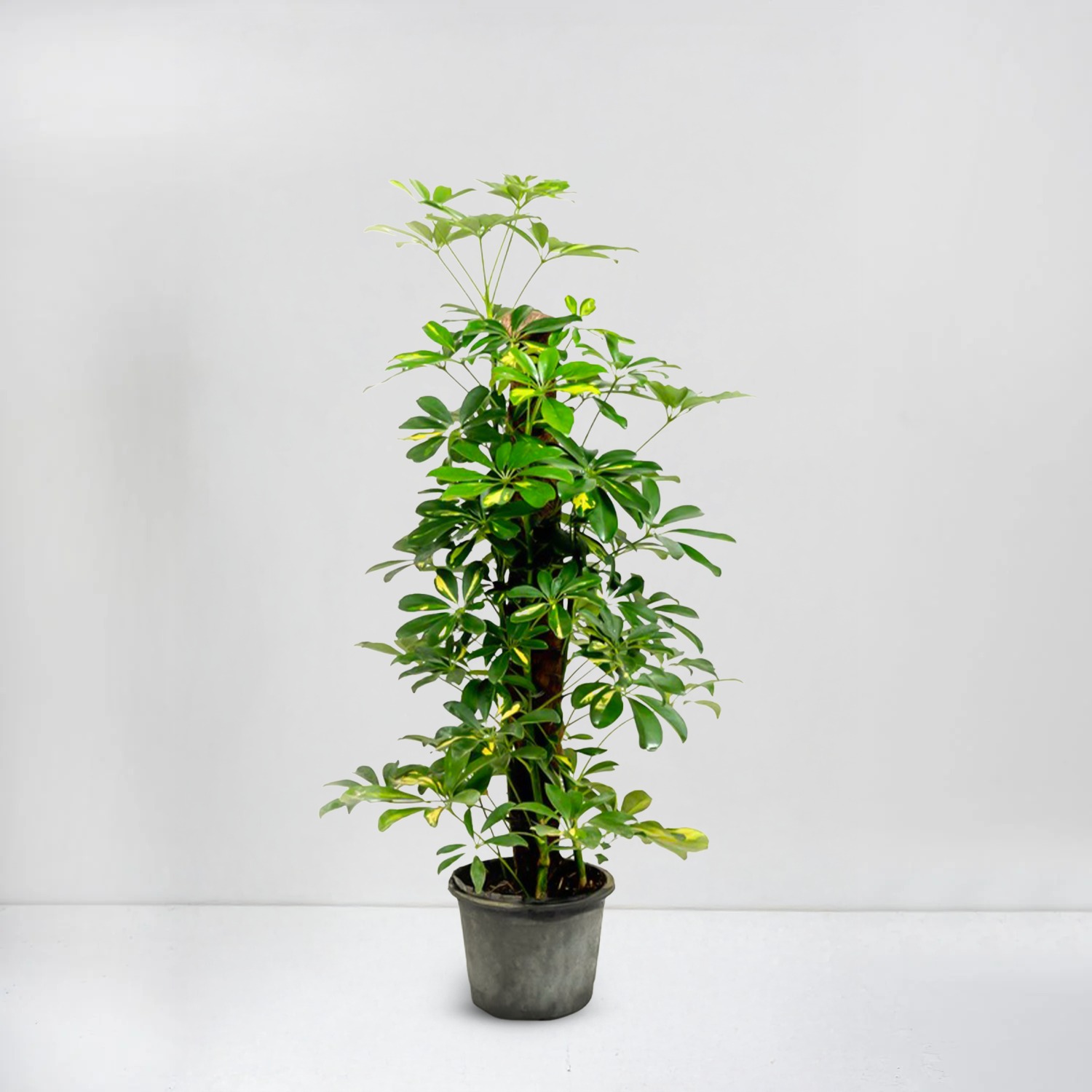 schefflera arboricola (Golden)