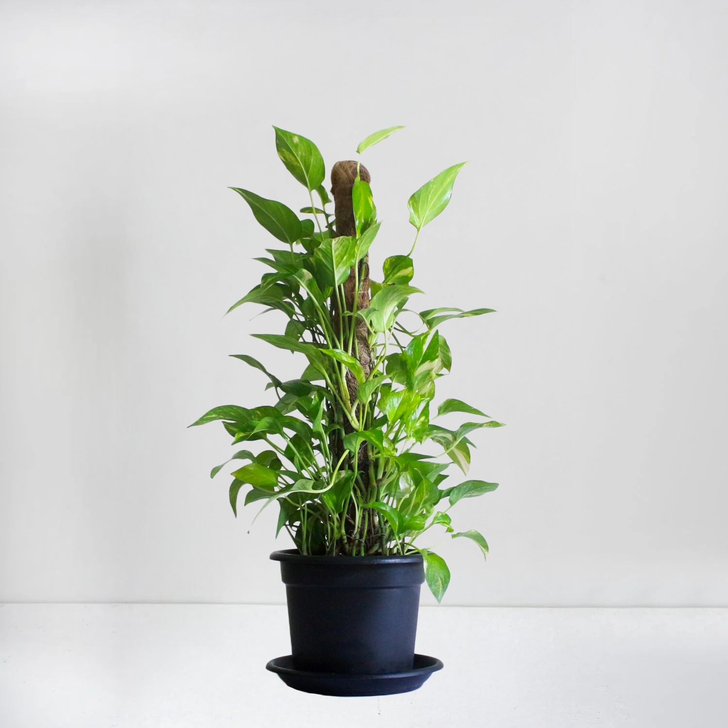 Pothos Plant