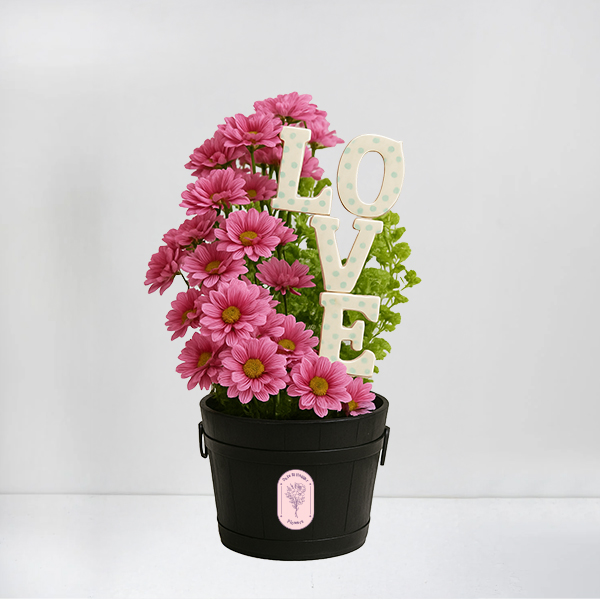 Pink chrysanthemums Heart-Shaped LOVE