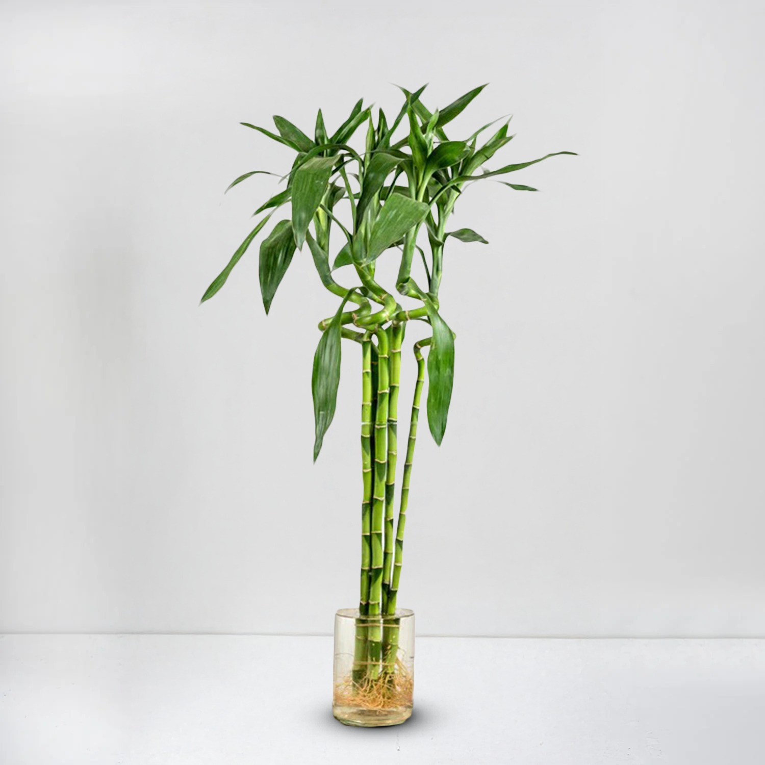 Thai Bamboo